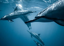 乐鱼体育官网——开启体育娱乐的新纪元